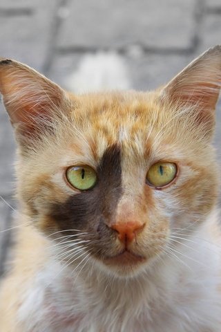 Обои глаза, морда, кот, кошка, взгляд, eyes, face, cat, look разрешение 1920x1200 Загрузить