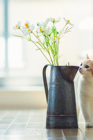 Обои цветы, кот, кошка, ваза, ben torode, ханна, flowers, cat, vase, hannah разрешение 2048x1436 Загрузить