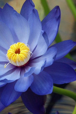 Обои синий, цветок, лепестки, лотос, кувшинка, водяная лилия, blue, flower, petals, lotus, lily, water lily разрешение 2560x1600 Загрузить