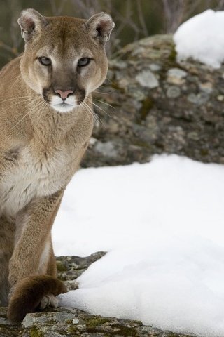 Обои снег, кошка, камень, пума, горный лев, кугуар, snow, cat, stone, puma, mountain lion, cougar разрешение 1920x1080 Загрузить