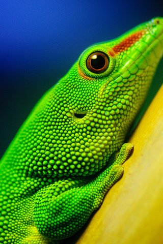 Обои макро, ящерица, зеленая, рептилия, california academy of sciences, macro, lizard, green, reptile разрешение 2560x1600 Загрузить