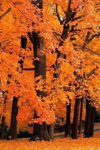 Обои деревья, природа, листья, парк, осень, trees, nature, leaves, park, autumn разрешение 1920x1080 Загрузить