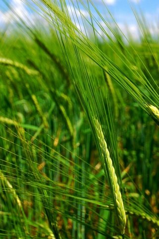 Обои поле, лето, пшеница, field, summer, wheat разрешение 1920x1200 Загрузить