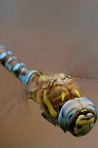 Обои макро, насекомое, фон, крылья, стрекоза, macro, insect, background, wings, dragonfly разрешение 1920x1200 Загрузить