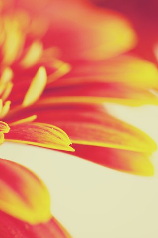 Обои макро, цветок, оранжевый, гербера, macro, flower, orange, gerbera разрешение 2560x1600 Загрузить