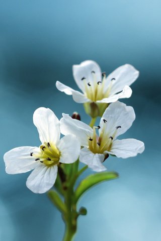 Обои cvety, makro, fotografii, krasivye oboi dlya разрешение 1920x1280 Загрузить