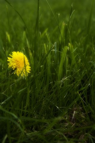 Обои трава, природа, весна, одуванчик, grass, nature, spring, dandelion разрешение 1920x1200 Загрузить