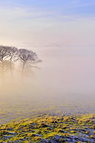 Обои небо, деревья, природа, утро, туман, the sky, trees, nature, morning, fog разрешение 2560x1600 Загрузить