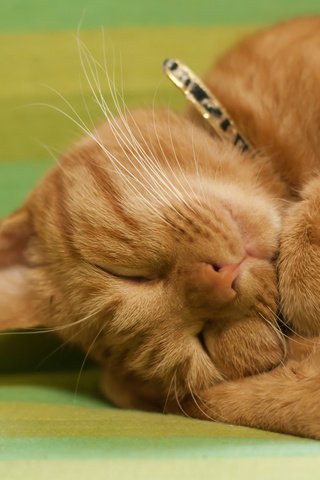Обои кот, кошка, котенок, спит, рыжий, клубочек, cat, kitty, sleeping, red, a ball разрешение 1920x1200 Загрузить