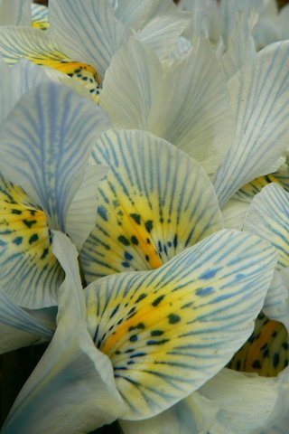 Обои цветы, макро, лепестки, нежные, орхидея, ирисы, flowers, macro, petals, gentle, orchid, irises разрешение 1920x1200 Загрузить