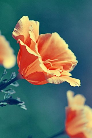Обои цветы, priroda, природа, растения, макро, цвет, маки, оранжевые, cvety, krasota, flowers, nature, plants, macro, color, maki, orange разрешение 2560x1440 Загрузить