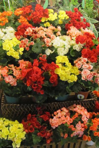 Обои цветы, cvety, krasota, tajland, бегония, flowers, begonia разрешение 2736x3648 Загрузить