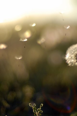 Обои природа, лето, одуванчик, полюс, одуваньчик, zakat, rasteniya, priroda, vecher, pus, nature, summer, dandelion, pole, oduvanchik разрешение 2560x1600 Загрузить