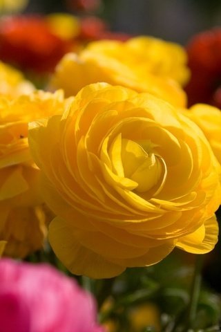 Обои цветы, cvety, makro, zheltye, rozy, buket, raznye, ранункулюс, лютик, азиатский, flowers, ranunculus, buttercup, asian разрешение 1920x1200 Загрузить