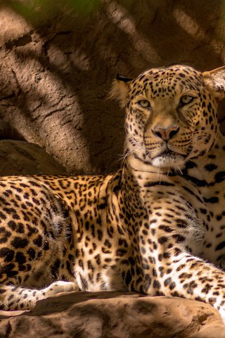 Обои лежит, леопард, хищник, большая кошка, lies, leopard, predator, big cat разрешение 2048x1399 Загрузить