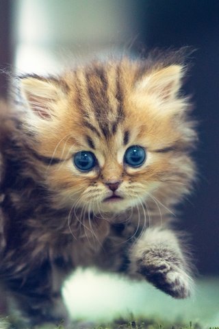 Обои кошка, взгляд, котенок, пушистый, голубые глаза, дейзи, бенджамин тород, бен тород, cat, look, kitty, fluffy, blue eyes, daisy, benjamin torod, ben torod разрешение 2048x1365 Загрузить