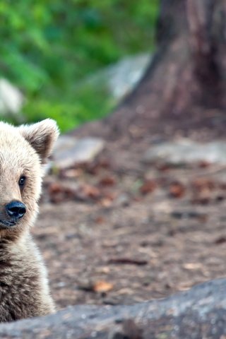 Обои природа, лес, лето, медведь, медвежонок, nature, forest, summer, bear разрешение 2560x1600 Загрузить