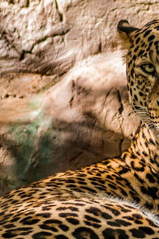 Обои скалы, леопард, хищник, большая кошка, rocks, leopard, predator, big cat разрешение 2048x1309 Загрузить