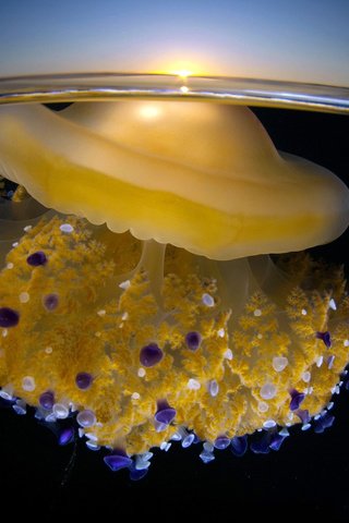 Обои вода, фон, свечение, океан, медуза, красиво, подводный мир, water, background, glow, the ocean, medusa, beautiful, underwater world разрешение 1920x1200 Загрузить