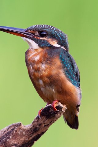 Обои ветка, фон, птица, зимородок, branch, background, bird, kingfisher разрешение 1920x1200 Загрузить