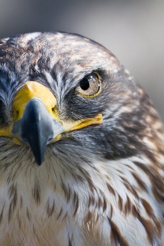 Обои взгляд, хищник, птица, клюв, сокол, look, predator, bird, beak, falcon разрешение 1920x1280 Загрузить
