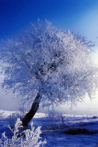 Обои деревья, снег, зима, синий, иней, белый, trees, snow, winter, blue, frost, white разрешение 1920x1200 Загрузить