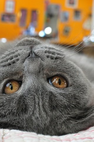 Обои глаза, кот, мордочка, кошка, взгляд, лапа, британец, желтые глаза, eyes, cat, muzzle, look, paw, british, yellow eyes разрешение 1990x1321 Загрузить