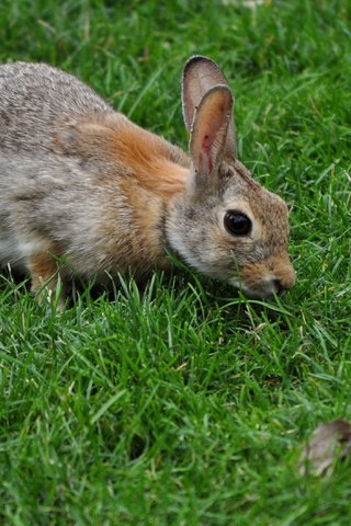 Обои трава, животные, серый, кролик, заяц, grass, animals, grey, rabbit, hare разрешение 2815x2111 Загрузить