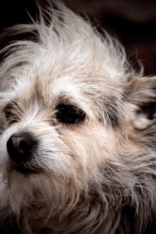 Обои мордочка, собака, черный фон, уши, белая, смешная, мохнатая, muzzle, dog, black background, ears, white, funny, hairy разрешение 2048x1360 Загрузить