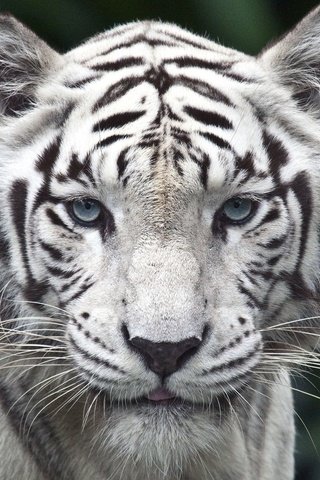 Обои тигр, взгляд, белый, хищник, tiger, look, white, predator разрешение 1920x1080 Загрузить
