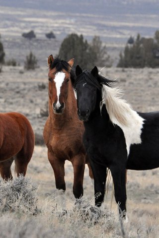 Обои природа, поле, лошади, кони, стадо, жеребцы, nature, field, horse, horses, the herd, stallions разрешение 2560x1600 Загрузить