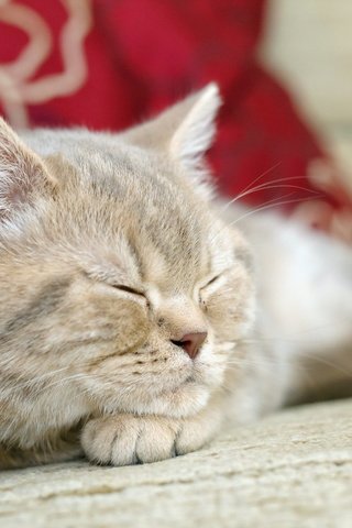 Обои подушки, кот, кошка, сон, pillow, cat, sleep разрешение 1920x1200 Загрузить