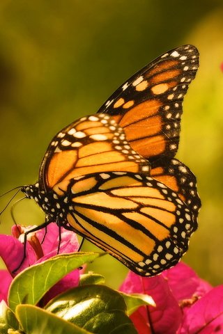 Обои цветы, макро, бабочка, крылья, насекомые, данаида монарх, flowers, macro, butterfly, wings, insects, the monarch разрешение 2048x1301 Загрузить