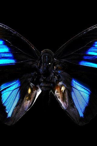Обои бабочка, насекомые, черный фон, butterfly, insects, black background разрешение 1920x1200 Загрузить