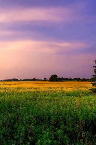 Обои небо, цветы, трава, деревья, природа, закат, поле, ели, the sky, flowers, grass, trees, nature, sunset, field, ate разрешение 2560x1600 Загрузить