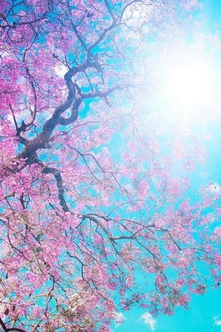 Обои небо, солнце, цветение, ветки, весна, сакура, the sky, the sun, flowering, branches, spring, sakura разрешение 2000x1125 Загрузить