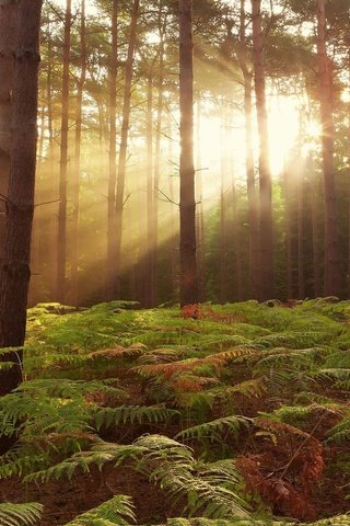 Обои солнце, лес, the sun, forest разрешение 2560x1440 Загрузить