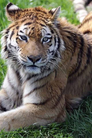 Обои тигр, трава, взгляд, лежит, хищник, tiger, grass, look, lies, predator разрешение 2345x1829 Загрузить