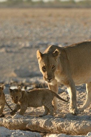 Обои львы, малыши, львята, котята, львица, детеныши, материнство, lions, kids, the cubs, kittens, lioness, cubs, motherhood разрешение 2048x1363 Загрузить