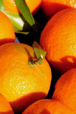 Обои фрукты, листики, мандарины, цитрусы, fruit, leaves, tangerines, citrus разрешение 1920x1200 Загрузить