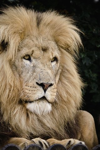 Обои хищник, царь, лев, грива, predator, king, leo, mane разрешение 2048x1357 Загрузить