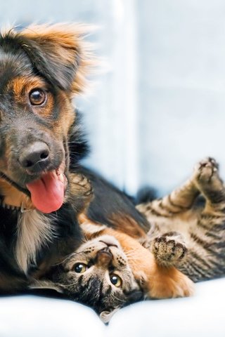 Обои кошка, собака, друзья, cat, dog, friends разрешение 6358x4100 Загрузить