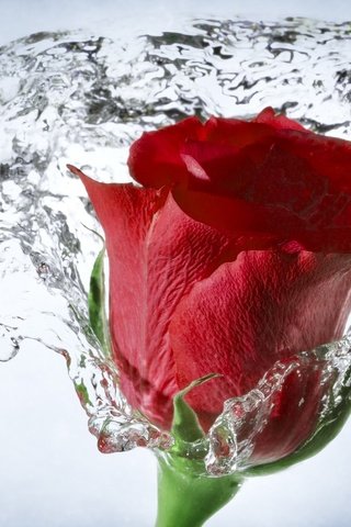 Обои вода, макро, роза, бутон, water, macro, rose, bud разрешение 2560x1600 Загрузить