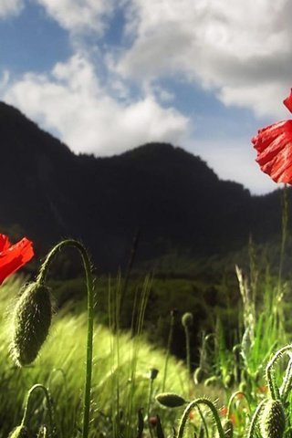 Обои маки, красный мак, maki, red poppy разрешение 1920x1080 Загрузить