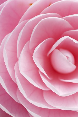 Обои цветок, лепестки, розовые, камелия, flower, petals, pink, camellia разрешение 2048x1365 Загрузить