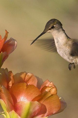 Обои природа, фон, пейзаж, цветок, птица, колибри, nature, background, landscape, flower, bird, hummingbird разрешение 1920x1200 Загрузить
