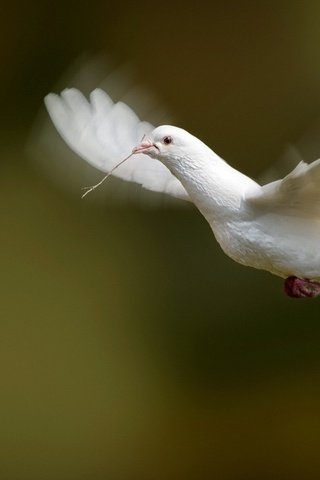 Обои полет, белый, голубь, летит, flight, white, dove, flies разрешение 1920x1200 Загрузить