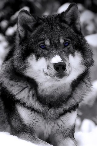 Обои снег, волк, в, snow, wolf, in разрешение 1920x1080 Загрузить