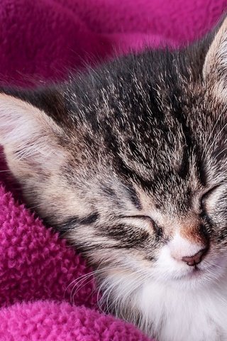 Обои котенок, спящий котенок, розовое одеяло, сладкие сны, kitty, sleeping kitten, pink blanket, sweet dreams разрешение 1920x1080 Загрузить