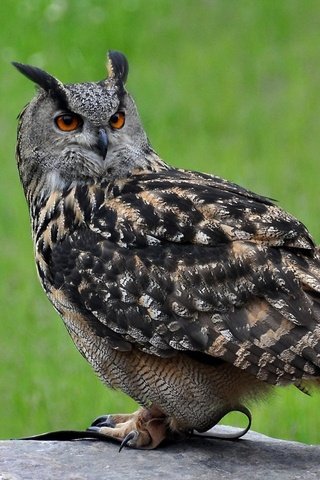 Обои яркая фотография ручной совы, vivid picture of the owl manual разрешение 1952x1464 Загрузить